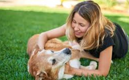 Choosing the Right Cremation Service for Your Pet