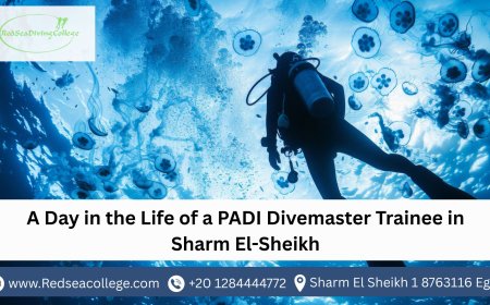 A Day in the Life of a PADI Divemaster Trainee in Sharm El-Sheikh