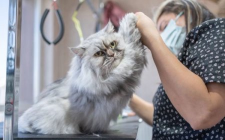 Why Choosing the Right Grooming Station Matters for Your Pet in San Diego