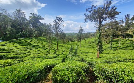 Wayanad Green Paradise Tour: Nature's Abode in Kerala