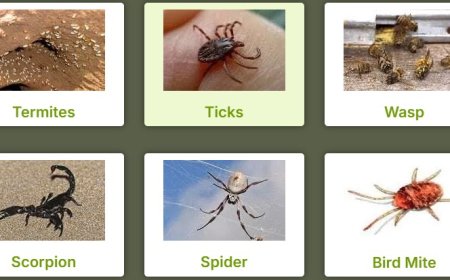 Ant Pest Control Perth: Eliminate the Colony, Not Just the Trail