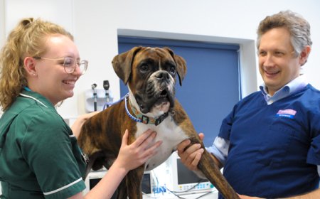 Veterinary Orthopedics Market: Size, Trends, and Strategic Outlook 2025-2032