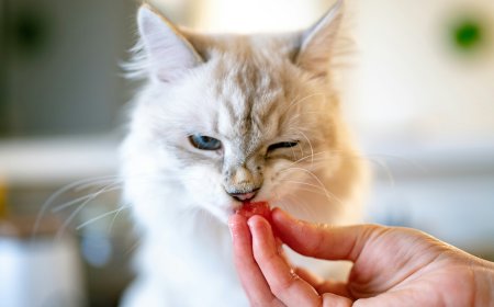 Effective Treatment of Worms in Pets: A Practical Guide for Responsible Pet Owners