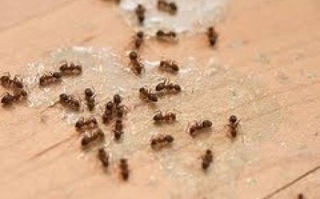 Defend Your Home in 2025: Why Vanquish Pest Control Is the Smartest Choice for a Safer, Pest-Free Life