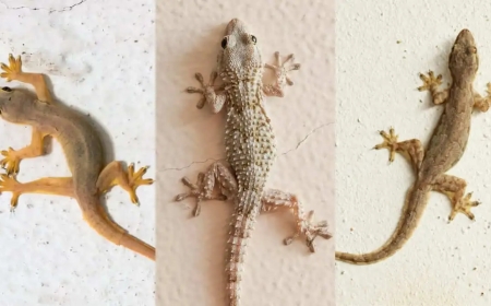 Sapne Mein Chipkali Dekhne Ka Matlab Kya Hota Hai? Janiye Iska Rahasya