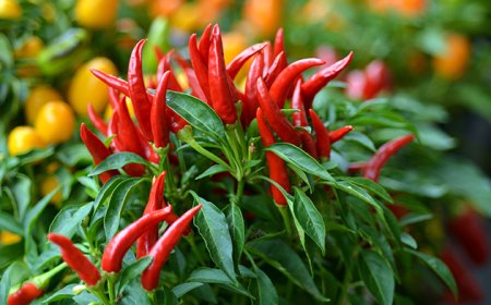 Chili Peppers and Lung Cancer: A Hot Solution or Just a Myth?