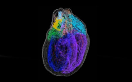 3D Cardiac Mapping System Market: Size, Trends, and Strategic Outlook 2025-2032