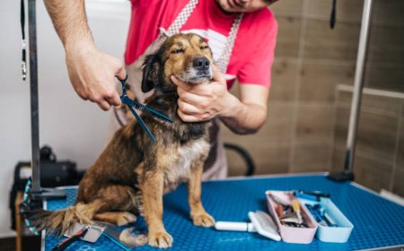 Why Keeping Your Dog Tidy Can Get Expensive?