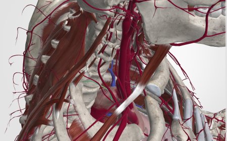 Carotid Artery Stent Market Size, Trends, and Strategic Outlook 2025-2032