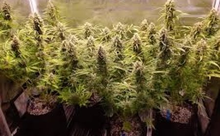 How to Find the Best Dispensary Near Me for a Premium Cannabis Experience