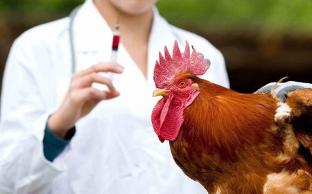 Impact of Technological Innovations on the Poultry Diagnostics Market