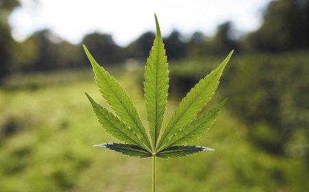 Cannabis Use Disorder Market Size, Trends, and Growth Forecast 2025-2032